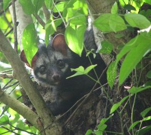 Asian_Palm_Civet_Over_A_Tree