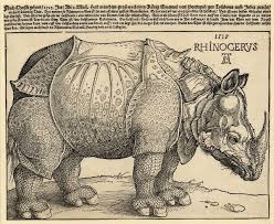 Durer Rhino