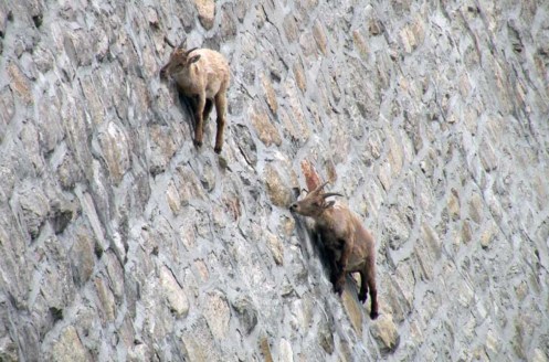 goats-on-a-cliff
