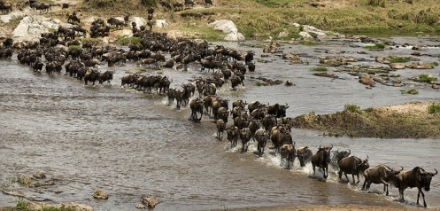 migration_wildebeest_river_crossing_762x365