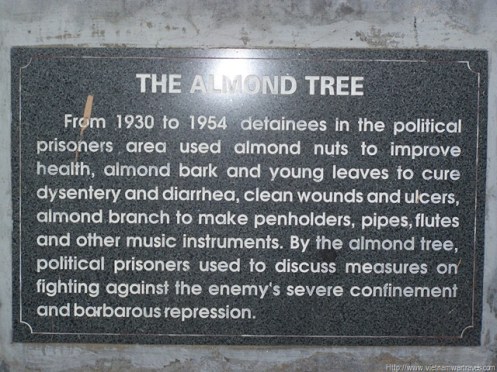 almond-tree