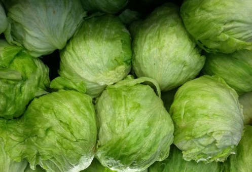 iceberg_lettuce